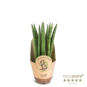 SANSEVIERIA CYLINDRICA P9 STRAIGHT