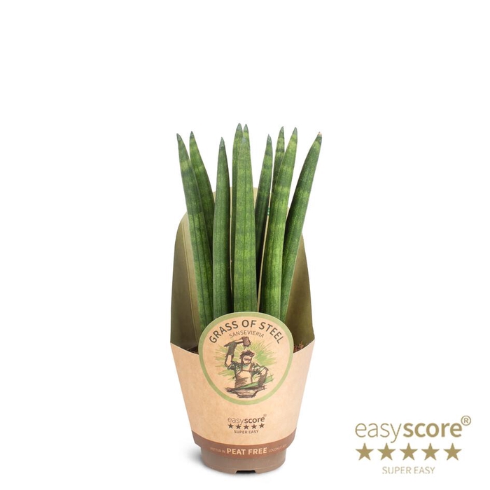 <h4>SANSEVIERIA CYLINDRICA P9 STRAIGHT</h4>