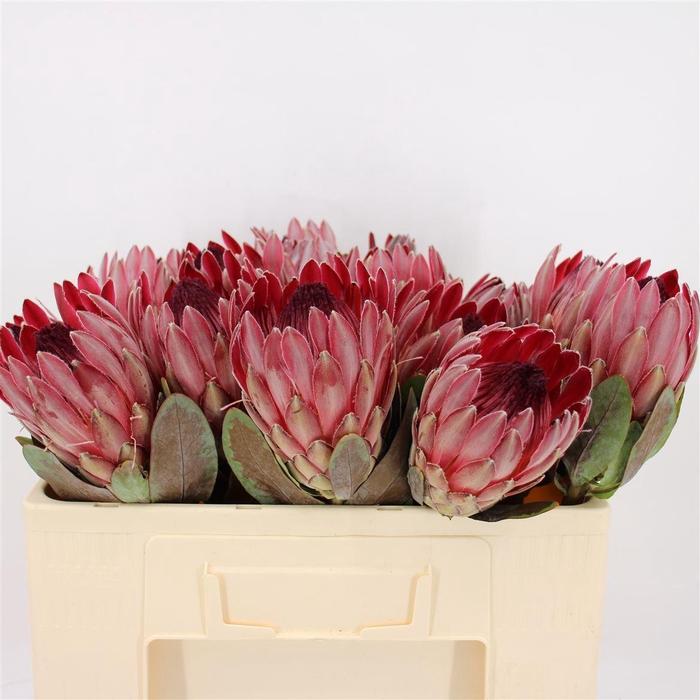 <h4>Protea Sharon Black Leaves</h4>