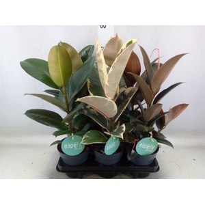 Ficus elastica   ...
