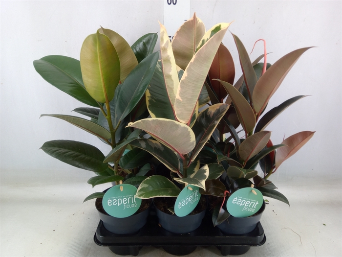 <h4>Ficus elastica   ...</h4>