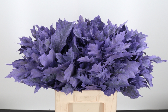 <h4>Quercus Kl Bh Milka</h4>