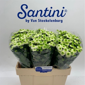 Chr S Maverick White