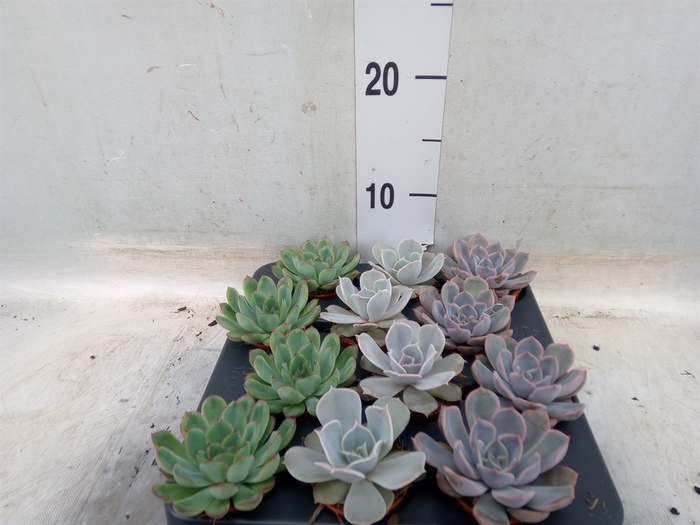 <h4>Echeveria   ...mix</h4>