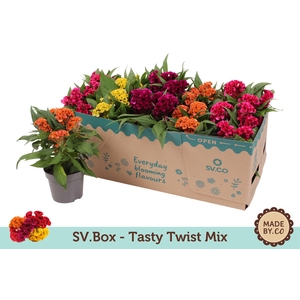 Celosia Tasty Twist Mix in SV.Box