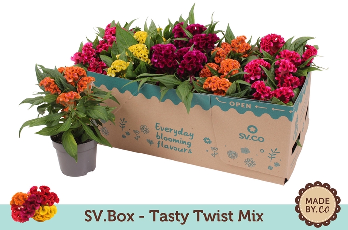 <h4>Celosia Tasty Twist Mix in SV.Box</h4>