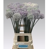 Allium Kenton