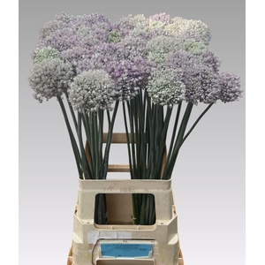 Allium Kenton