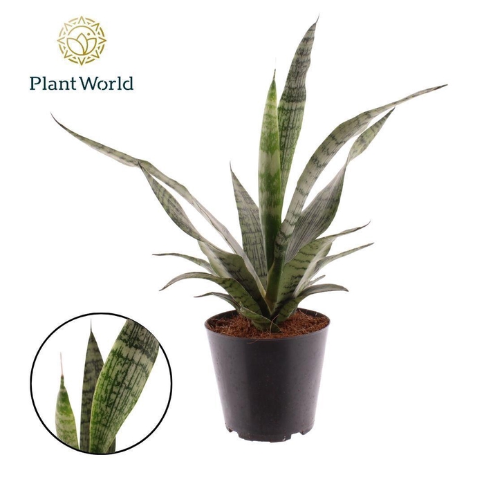 <h4>Sansevieria Everest</h4>