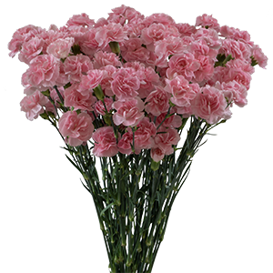 <h4>DIAN.TR. Cupid</h4>