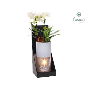 Glas tube Led planter groot met Arrangement
