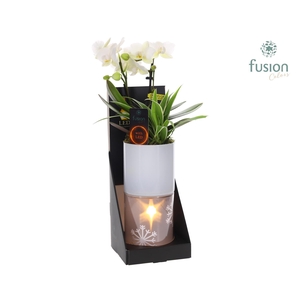Glas tube Led planter groot met Arrangement