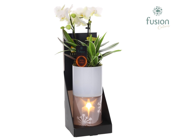 <h4>Glas tube Led planter groot met Arrangement</h4>