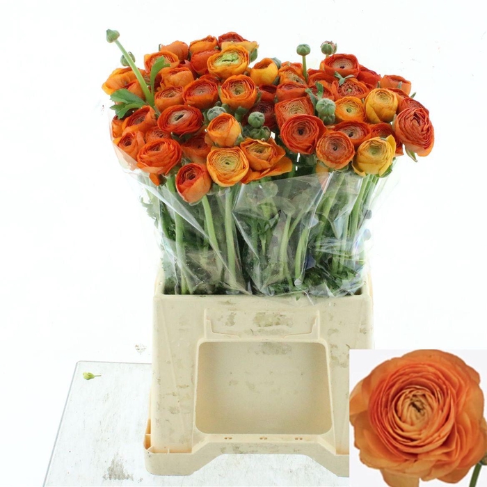 <h4>RAN SU LAMBADA</h4>