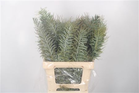 <h4>ACACIA LUNA D ARGENTO PER BUNCH</h4>