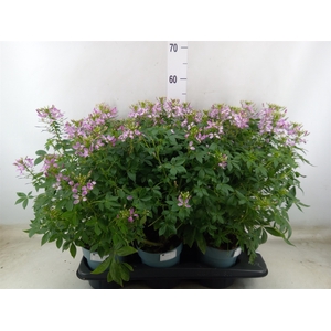 Cleome