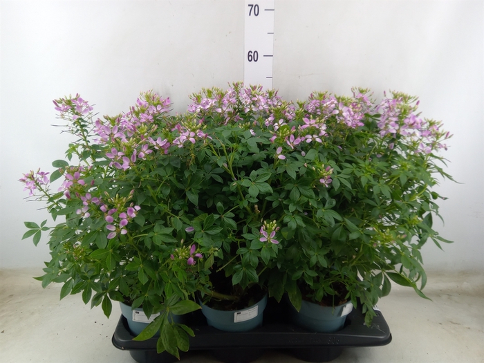 <h4>Cleome</h4>