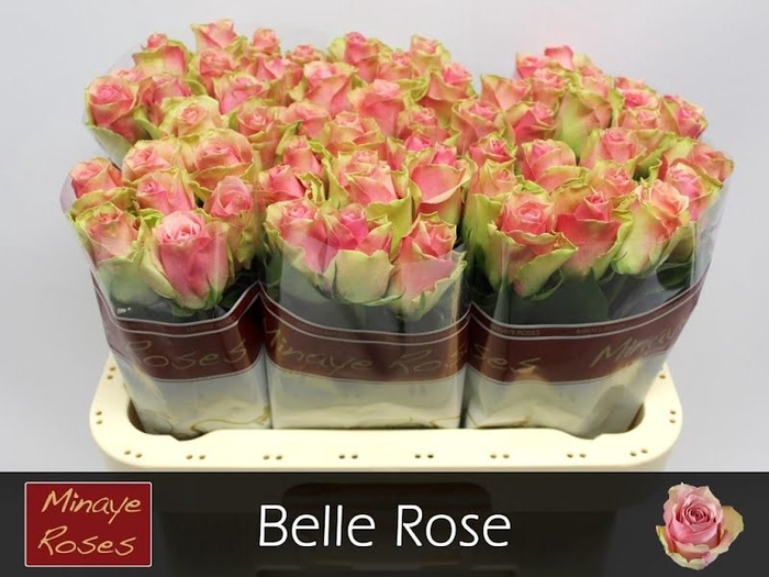 <h4>R Gr Belle Rose Extra Minaye</h4>