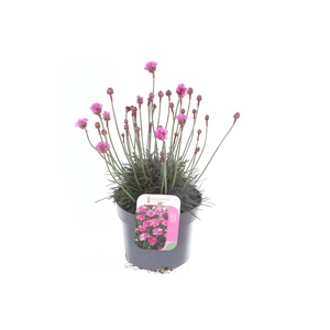 Armeria maritima Vesuvius