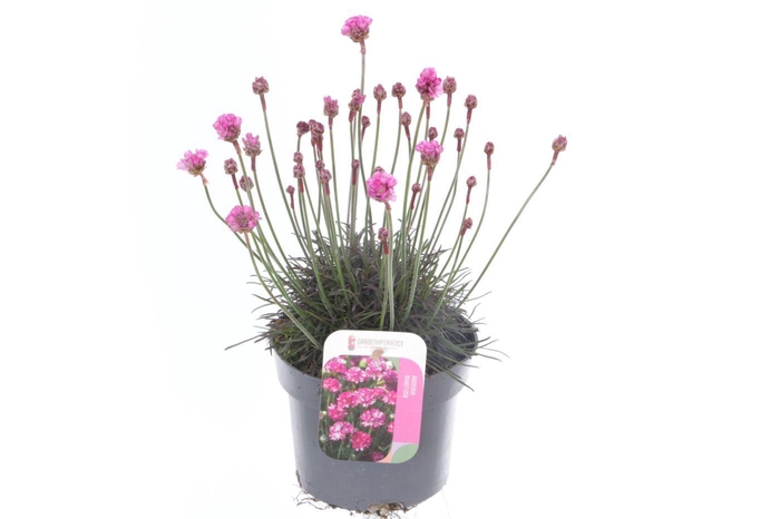 <h4>Armeria maritima Vesuvius</h4>
