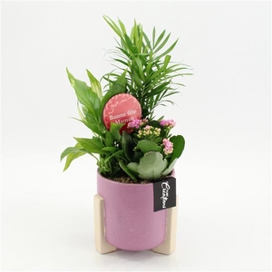Arrangementen kamerplanten bloeiend H%