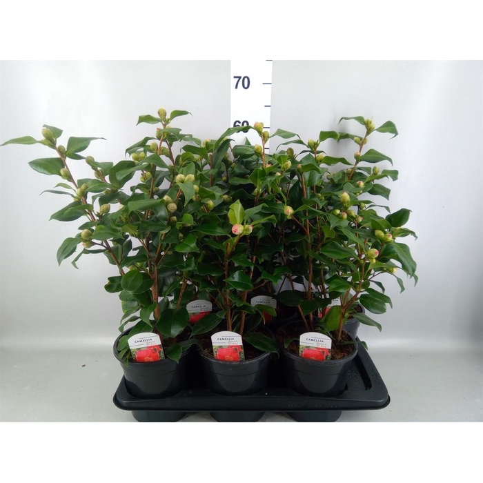 <h4>Camellia japonica 'Dr King'</h4>