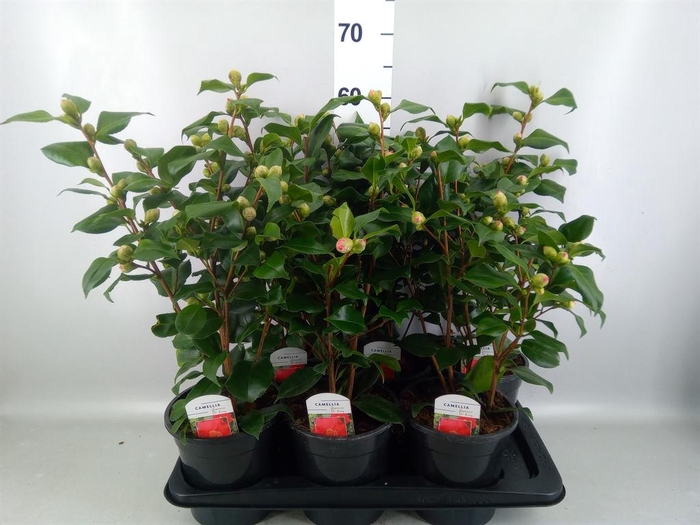 Camellia japonica 'Dr King'