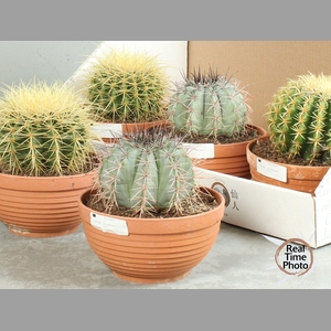 CACTUS OV