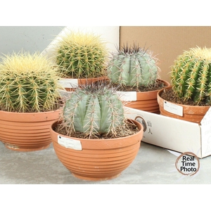 CACTUS OV