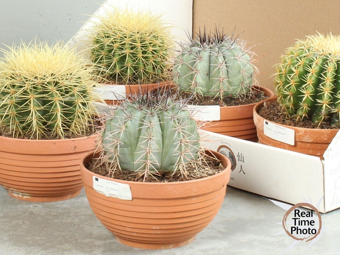 <h4>CACTUS OV</h4>