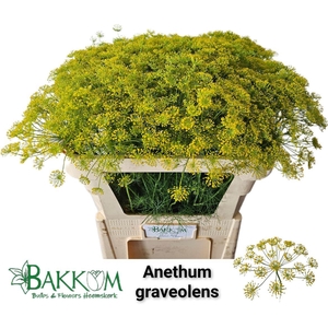 Anethum Graveolens