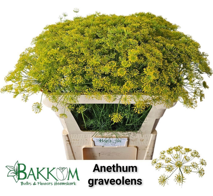 <h4>Anethum Graveolens</h4>