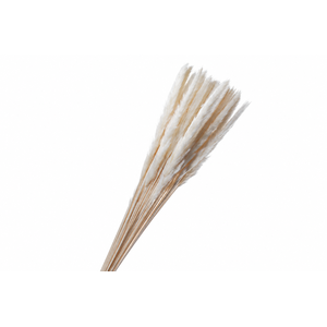 Dried Bleached Cortaderia Fluffy