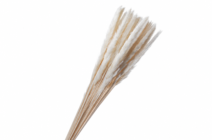 <h4>Dried Bleached Cortaderia Fluffy</h4>