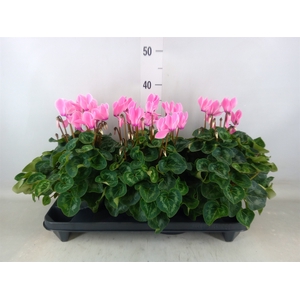 Cyclamen GR 'XL'