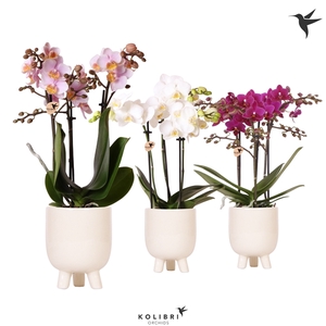 Kolibri Orchids Phalaenopsis mix 3 spike in Gummy pot travertine