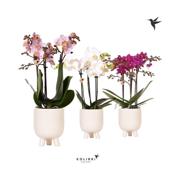 <h4>Kolibri Orchids Phalaenopsis mix 3 spike in Gummy pot travertine</h4>