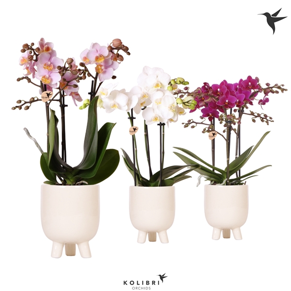 <h4>Kolibri Orchids Phalaenopsis mix 3 spike in Gummy pot travertine</h4>