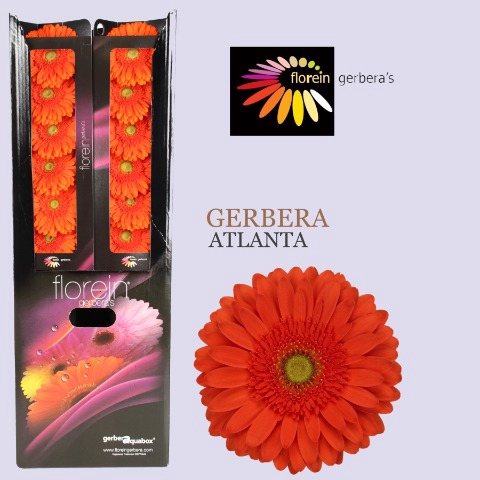 <h4>Gerbera Atlanta Aquabox</h4>