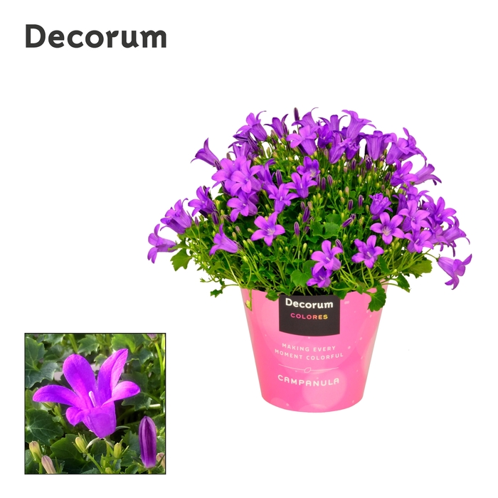 <h4>Campanula Porto Longlife Colores</h4>