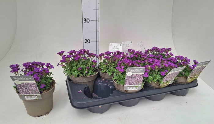 <h4>AUBR GRACILIS</h4>