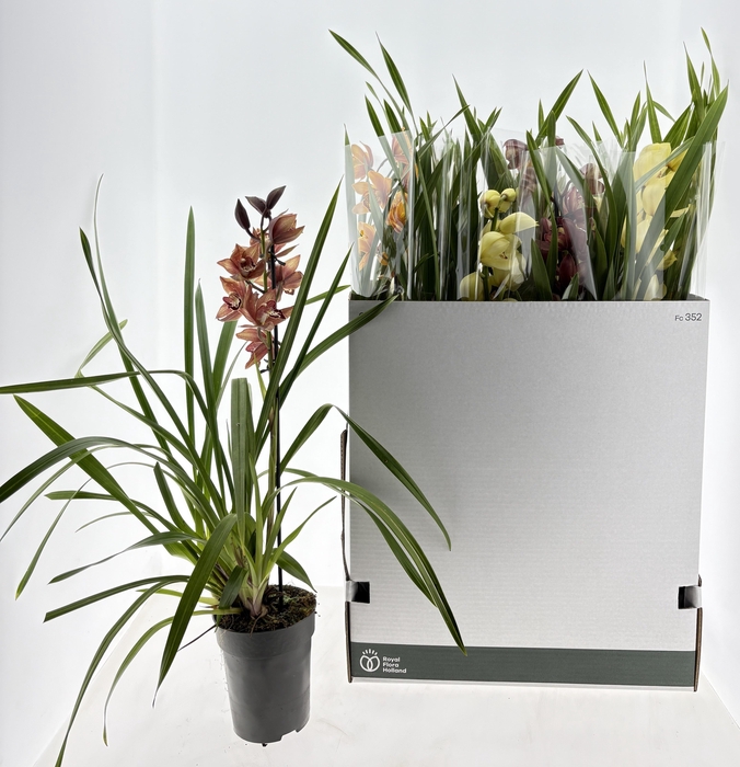 <h4>CYMB GEMENGD</h4>