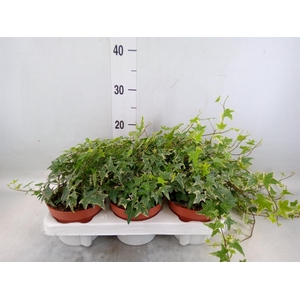 Hedera helix 'Mona Lisa'