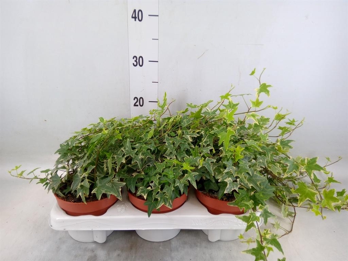 <h4>Hedera helix 'Mona Lisa'</h4>