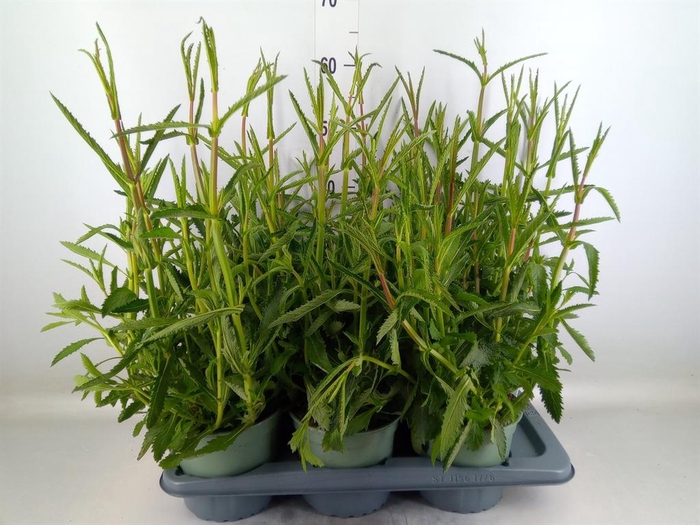 <h4>Verbena bonariensis</h4>