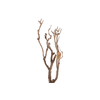 Syringa Branch Extra Conte
