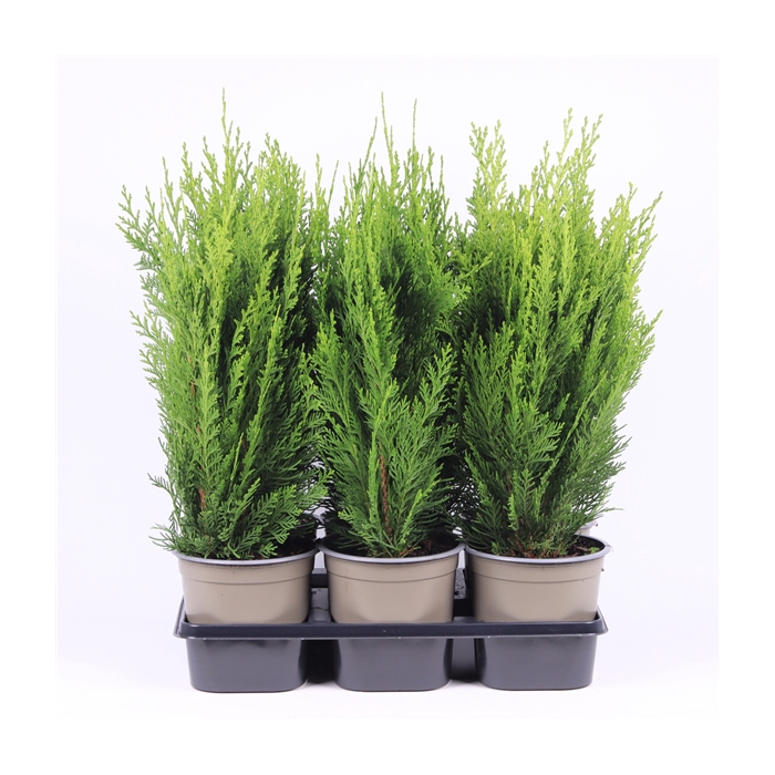 <h4>Chamaecyparis lawsoniana 'Green Pillar'</h4>