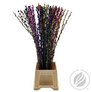 Salix Wilgenkatjes Spingmix 90cm