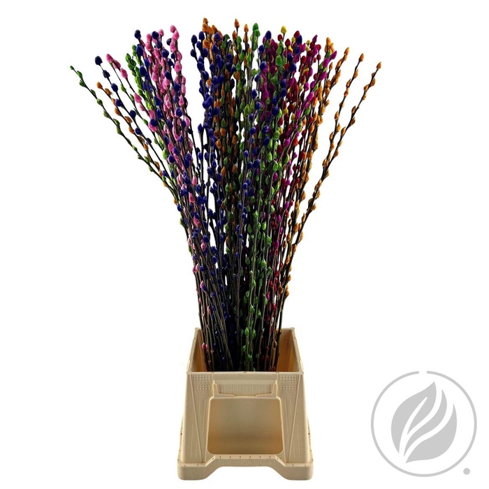 <h4>Salix Wilgenkatjes Spingmix 90cm</h4>