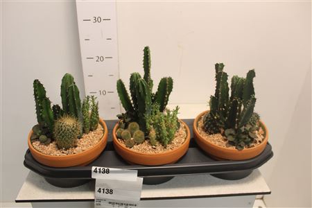 <h4>Cactus Ov Terracottaschaal</h4>